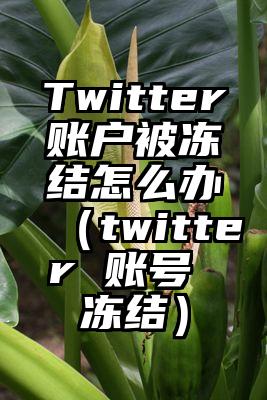 Twitter账户被冻结怎么办（twitter 账号 冻结）