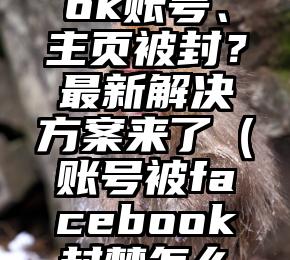 Facebook账号、主页被封？最新解决方案来了（账号被facebook封禁怎么办）