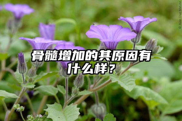 骨髓增加的其原因有什么样？