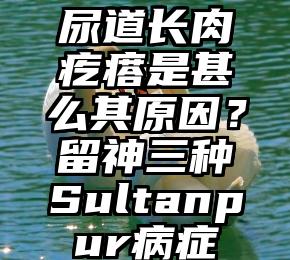 尿道长肉疙瘩是甚么其原因？留神三种Sultanpur病症