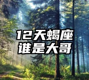 12天蝎座谁是大哥