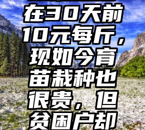 双锯鱼莲在30天前10元每斤，现如今育苗栽种也很贵，但贫困户却不肯栽种